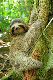 Central America Collection: Brown-throated Three-toed Sloth - Hanging from tree. Cahuita National park -Atlantic Ocean - Costa