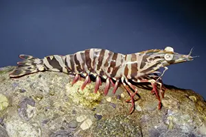 Commercial Prints: Brown Tiger Prawn Raised on shrimp farms in Australia