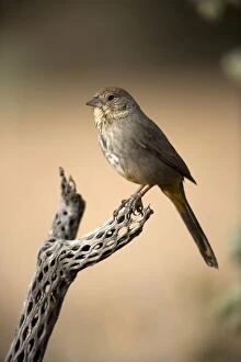 Images Dated 1st February 2006: Brown Towhee - Perched on cactus. Arizona, USA - Range is coastal