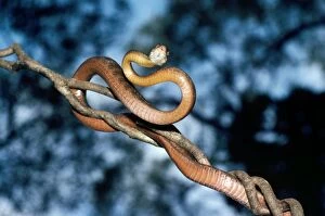 Brown Tree Snake - on branch