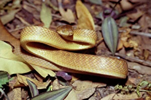 Brown Tree Snake - in threat posture