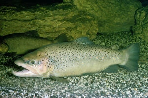 Images Dated 12th June 2009: Brown Trout