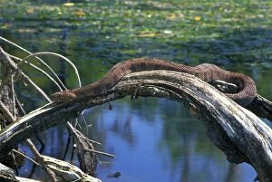 Brown Water Snake - On dead tree above water