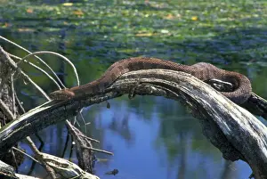 Brown Water Snake - On dead tree above water. Florida, USA - Found from Virginia to southern Alabama and south to the tip of Florida