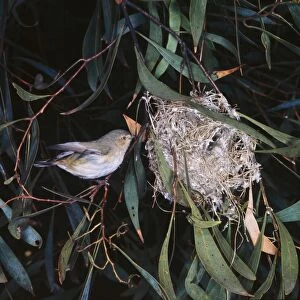Images Dated 8th December 2004: Brown Weebill