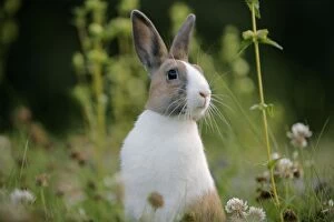 Brown & white domestic Rabbit, in grass amongst white clover