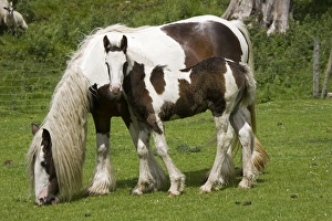 Brown and white piebald horse grazing with young foal Brown and white piebald horse grazing with young foal