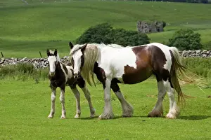 Horse Prints: Brown and white piebald horse with young foal North Yorkshire Moors UK
