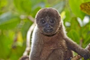 Images Dated 28th August 2014: Brown Woolly Monkey Common woolly monkey young baby
