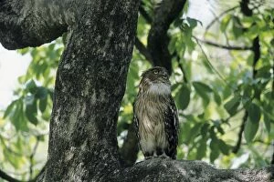 Images Dated 1st April 2005: Brownfish Owl Corbett National Park, India