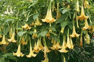 Images Dated 30th September 2009: Brugmansia / Angel Trumpet KFO 1450 Flower 10” long, garden plant, small tree
