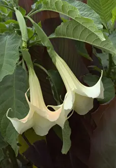 Brugmansia / Datura x candida - Town floral display. September. Loire, France