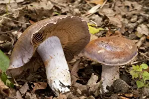 Bruising Webcap - in old woodland - Wiltshire - UK