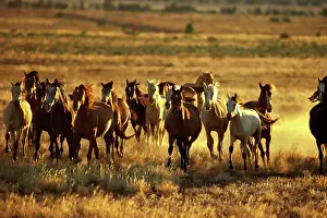 Heritage Prints: Brumbies (Wild horses) introduced by settlers from the late 18th century have a disastrous impact on the environment