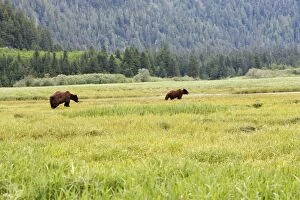 Images Dated 4th June 2008: ours brun grizzly dans l'estuaire du Khuzemateen