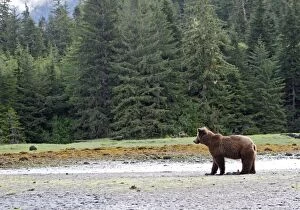 Images Dated 5th June 2008: ours brun grizzly dans l'estuaire du Khuzemateen