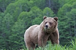 Images Dated 31st May 2008: ours brun grizzly dans l'estuaire du Khuzemateen