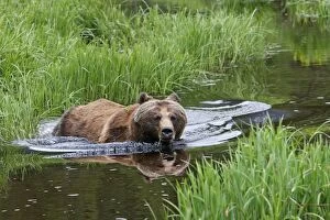 Images Dated 2nd June 2008: ours brun grizzly dans l'estuaire du Khuzemateen