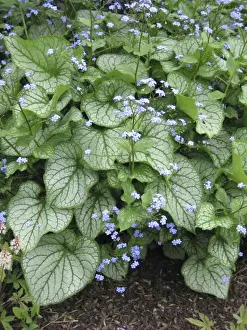 Variegated Prints: Brunnera Varigated Flowers