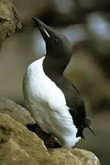 Brunnich's Guillemot