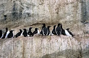 Guillemots Prints: Brunnich's Guillemot - cliff face colony