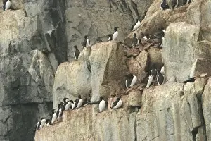 Brunnich's Guillemot - colony nesting on cliffs Nordaustlandet. Svalbard