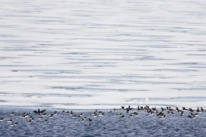Images Dated 20th November 2008: Brunnich's Guillemot - On edge of sea ice with Glaucous Gull (Larus hyperboreus)