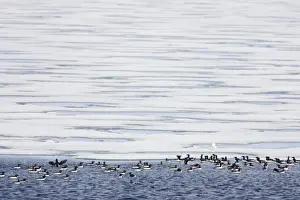 Guillemots Prints: Brunnich's Guillemot - On edge of sea ice with Glaucous Gull Uria lomvia & Larus hyperboreus Svalbard (Spitsbergen)