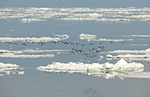 Images Dated 15th June 2003: Brunnich's Guillemot - Flying over icefloes at sea