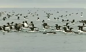 Images Dated 15th June 2003: Brunnich's Guillemot - Mass swimming at sea