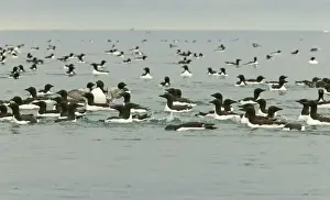 Brunnich's Guillemot - Mass swimming at sea - Spitsbergan