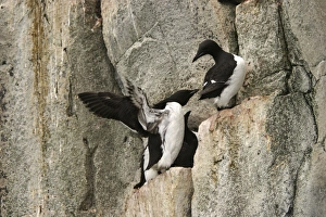 Images Dated 24th August 2003: Brunnich's guillemot resting on cliffs North spitzberg - Svalbard Norge