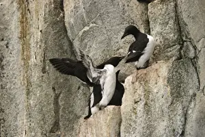 Brunnich's guillemot resting on cliffs North spitzberg - Svalbard Norge