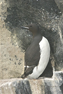 Images Dated 24th August 2003: Brunnich's Guillemot - roosting on cliffs Nordaustlandet. Svalbard