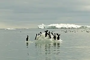 Guillemots Prints: Brunnich's Guillemot - Standing on icefloe - Spitsbergan