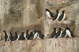 Images Dated 24th August 2003: Brunnich's Guillemot / Thick-billed Murre - colony roosting on cliff ledge Nordaustlandet. Svalbard