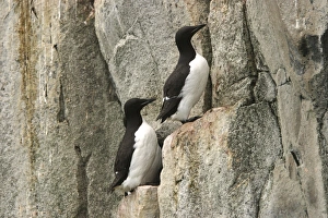 Images Dated 24th August 2003: Brunnich's Guillemot / Thick-billed Murre - two on cliff edge