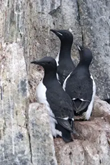 Guillemots Prints: Brunnich's Guillemot / Thick-billed Murre - three on cliff edge