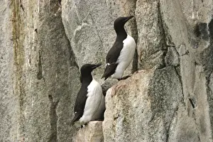 Brunnich's Guillemot / Thick-billed Murre - two on cliff edge