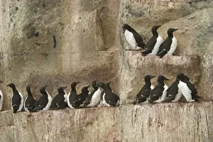 Guillemots Prints: Brunnich's Guillemot / Thick-billed Murre - colony roosting on cliff ledge Nordaustlandet