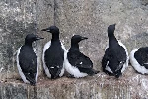 Images Dated 24th August 2003: Brunnich's Guillemot / Thick-billed Murre - group on cliff edge