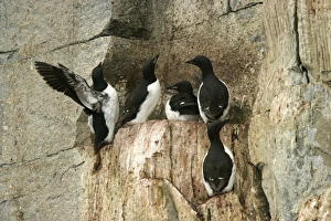Images Dated 24th August 2003: Brunnich's Guillemot / Thick-billed Murre - group on cliff edge