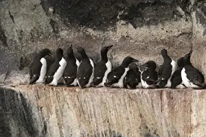 Brunnich's Guillemot / Thick-billed Murre - group on cliff edge