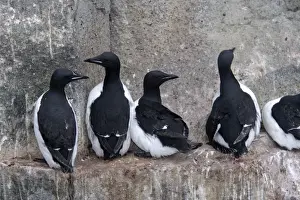 Brunnich's Guillemot / Thick-billed Murre - group on cliff edge