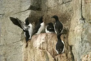 Brunnich's Guillemot / Thick-billed Murre - group on cliff edge