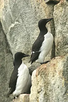 Brunnich's Guillemots - group nesting on cliffs Nordaustlandet. Svalbard
