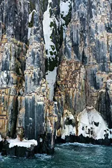 Archipelago Prints: Brunnich's Guillemots (Uria lomvia)