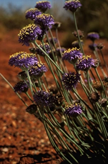 Images Dated 15th June 2006: Brunonia Uluru-Kata Tjuta National Park (World Heritage Area), Northern Territory