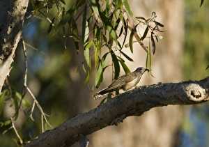 Images Dated 28th July 2006: Brush Cuckoo with hairy caterpillar Common across northern Australia but less so in eastern