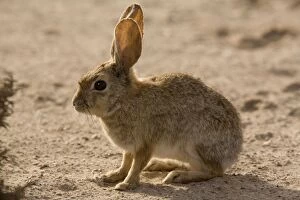 Images Dated 17th March 2006: Brush rabbit, in dunes area on West coast of Baja California. Mexico